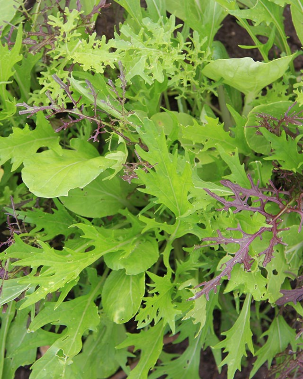 Mesclun 'Aziatisch' BIO