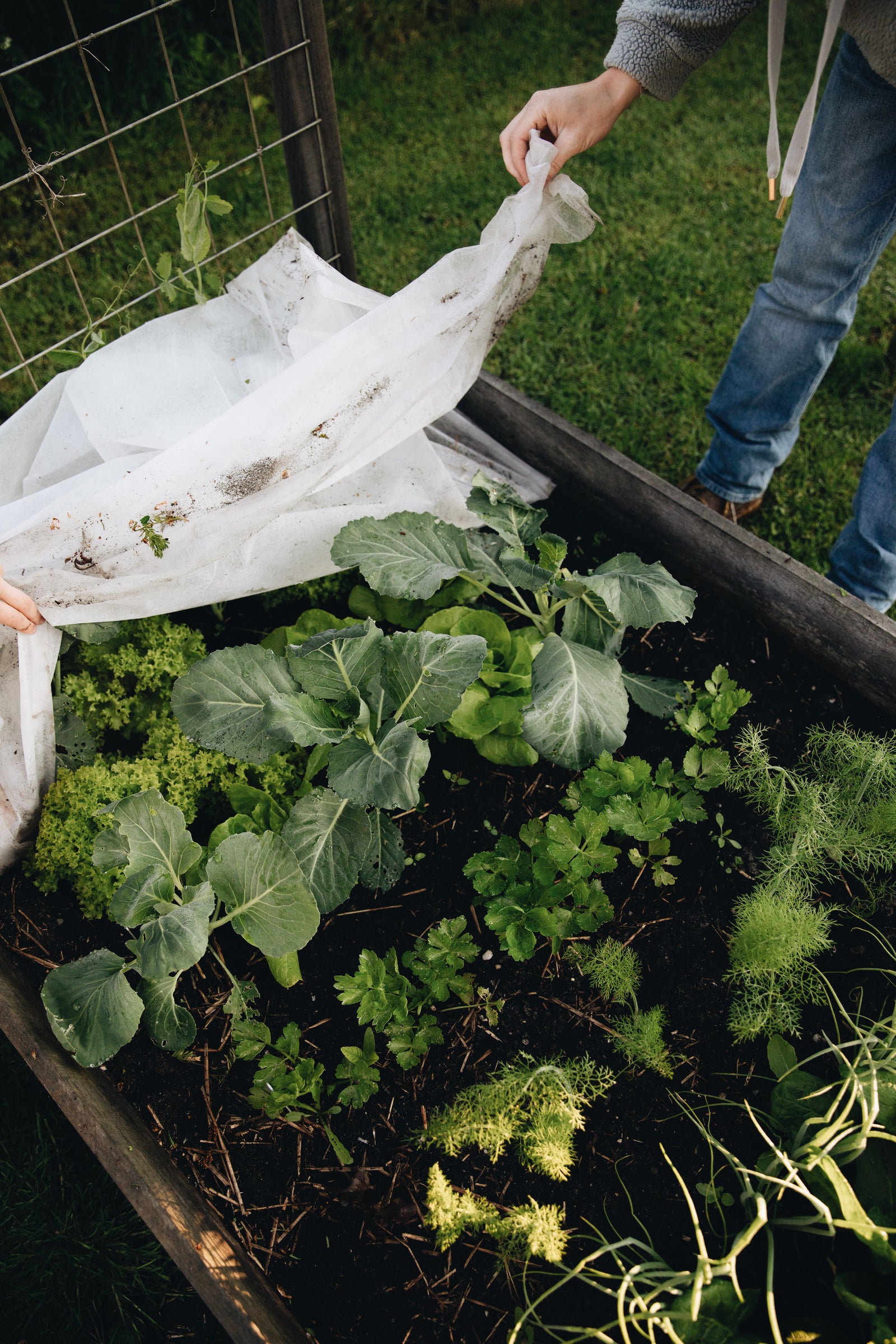Moestuin
