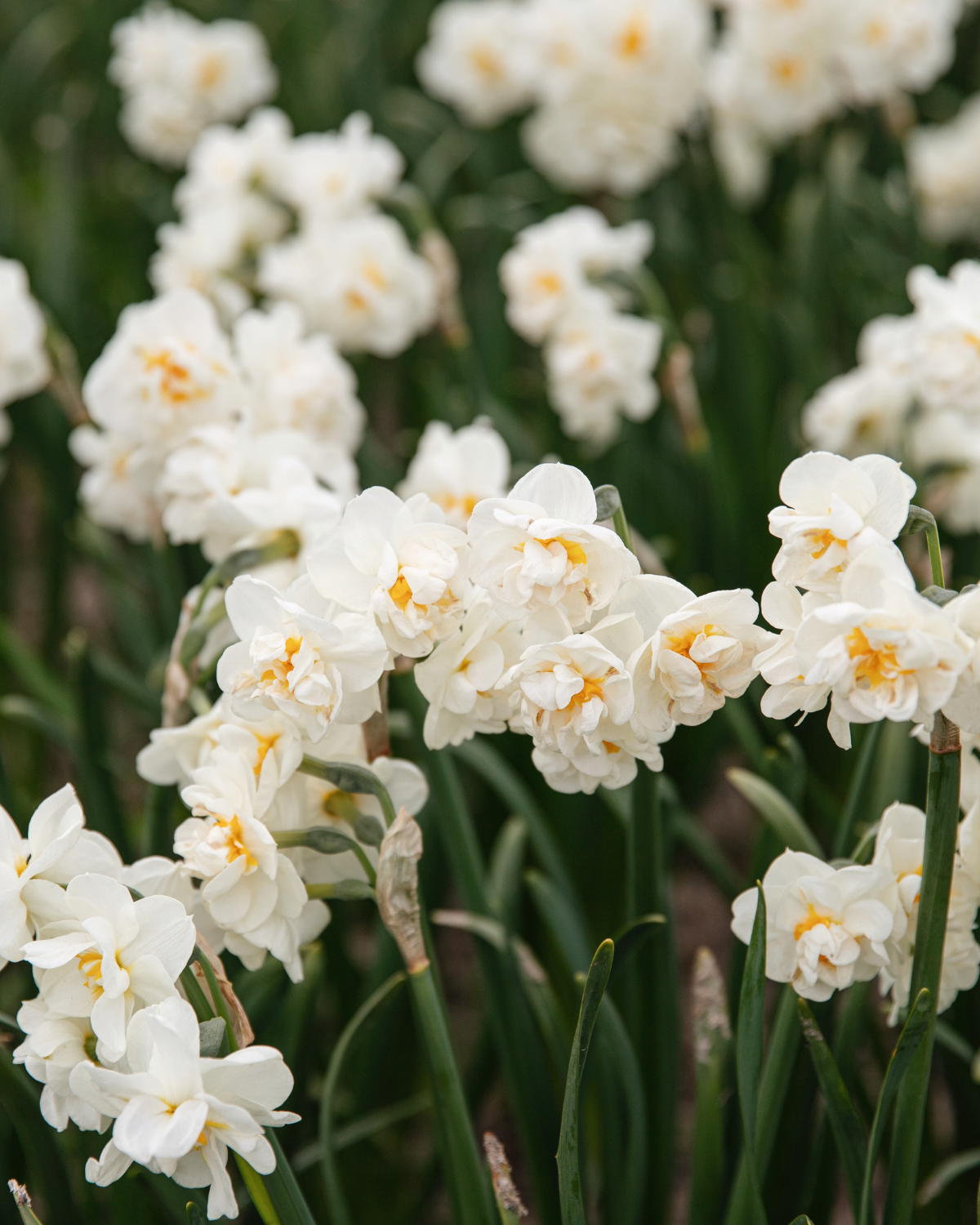 Narcis ‘Bridal Crown’ BIO (8 stuks)