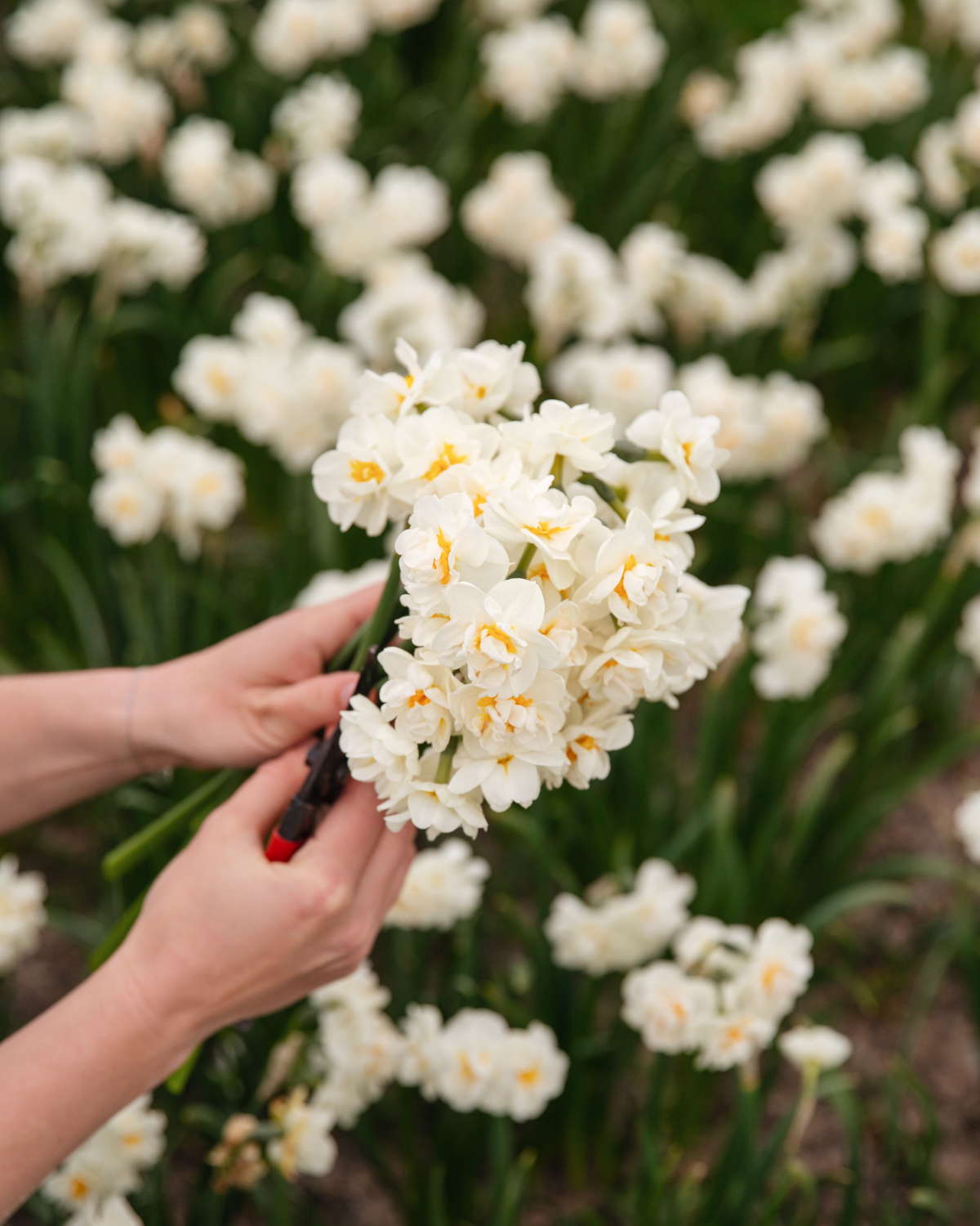 Narcis ‘Bridal Crown’ BIO (8 stuks)