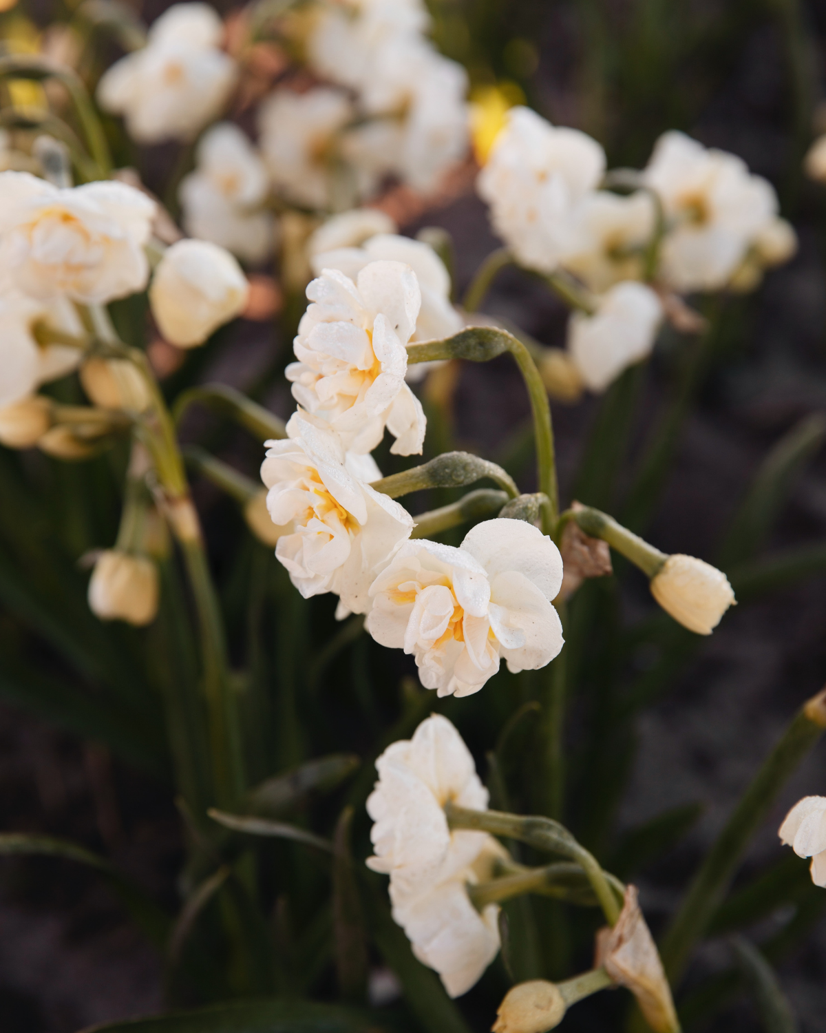 Narcis ‘Bridal Crown’ BIO (8 stuks)