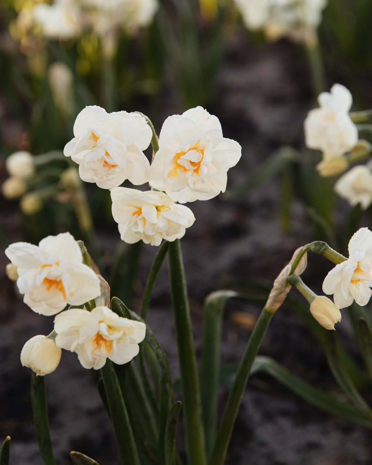 Narcis ‘Bridal Crown’ BIO (8 stuks)