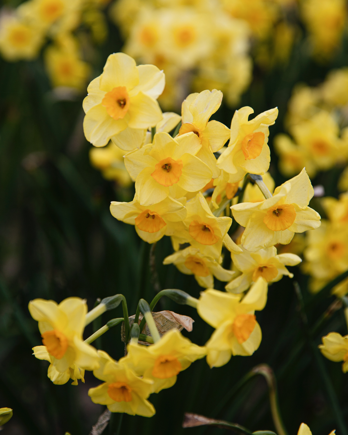 Narcis ‘Martinette’ BIO (8 stuks)