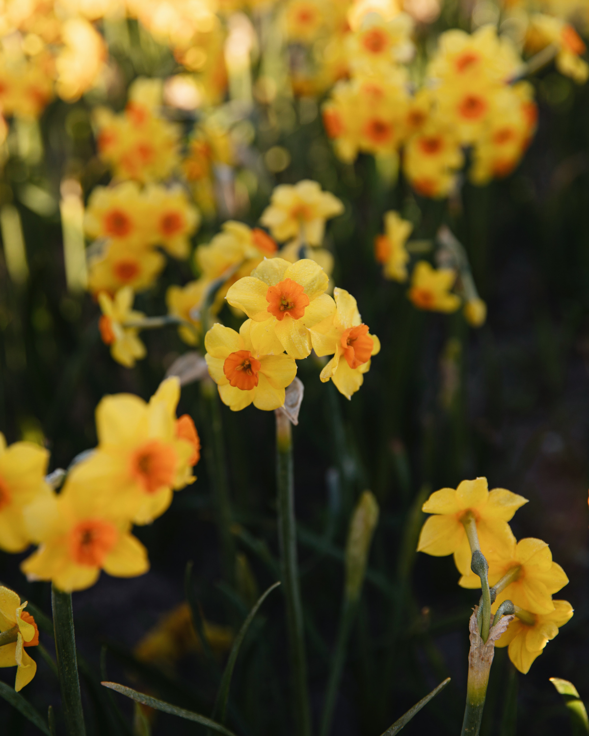 Narcis ‘Martinette’ BIO (8 stuks)