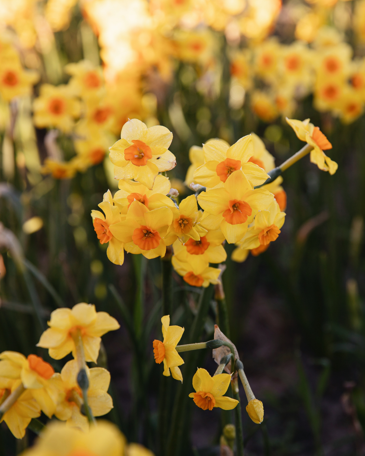 Narcissenpakket 'Geel & Room' BIO (56 stuks)