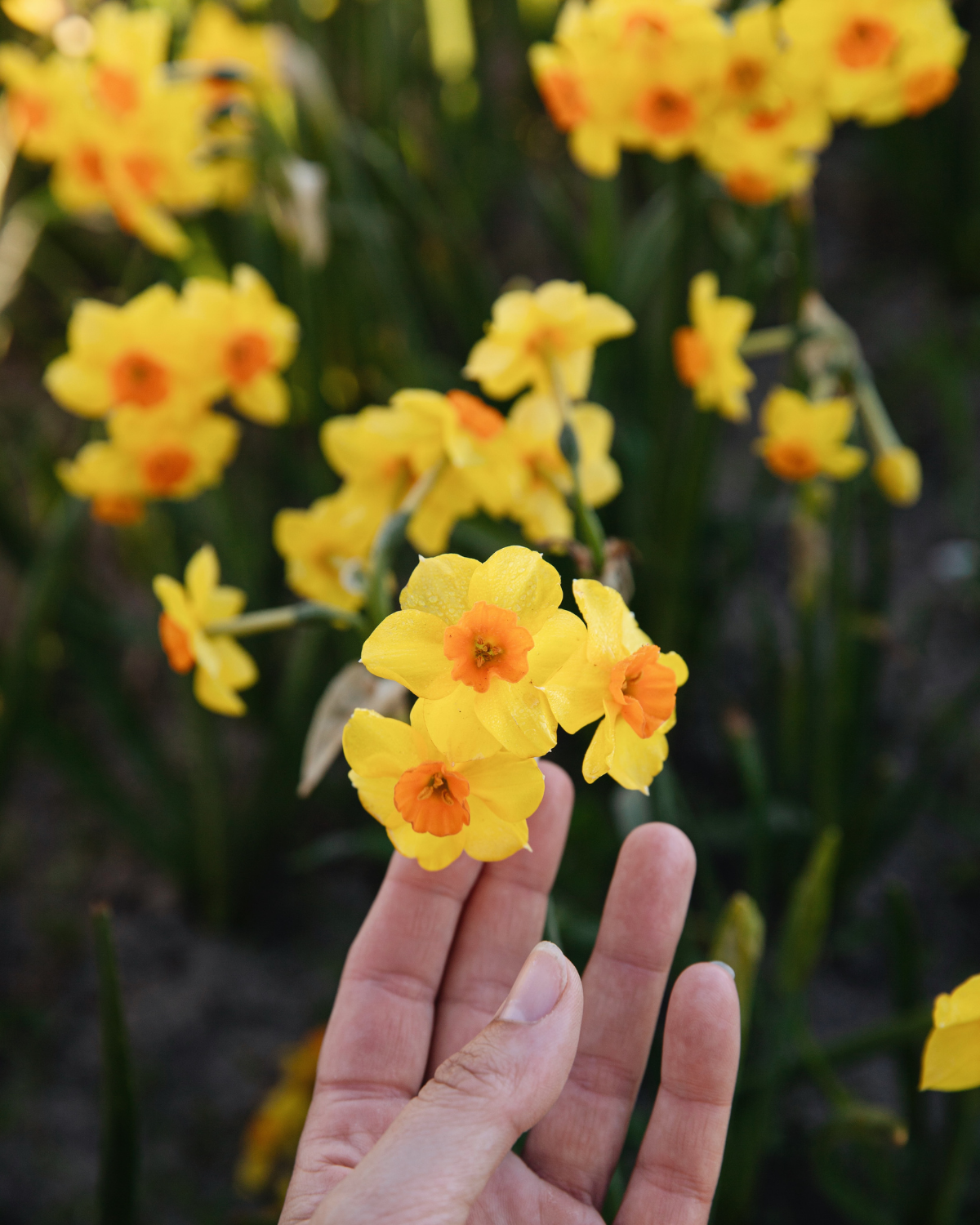 Narcis ‘Martinette’ BIO (8 stuks)