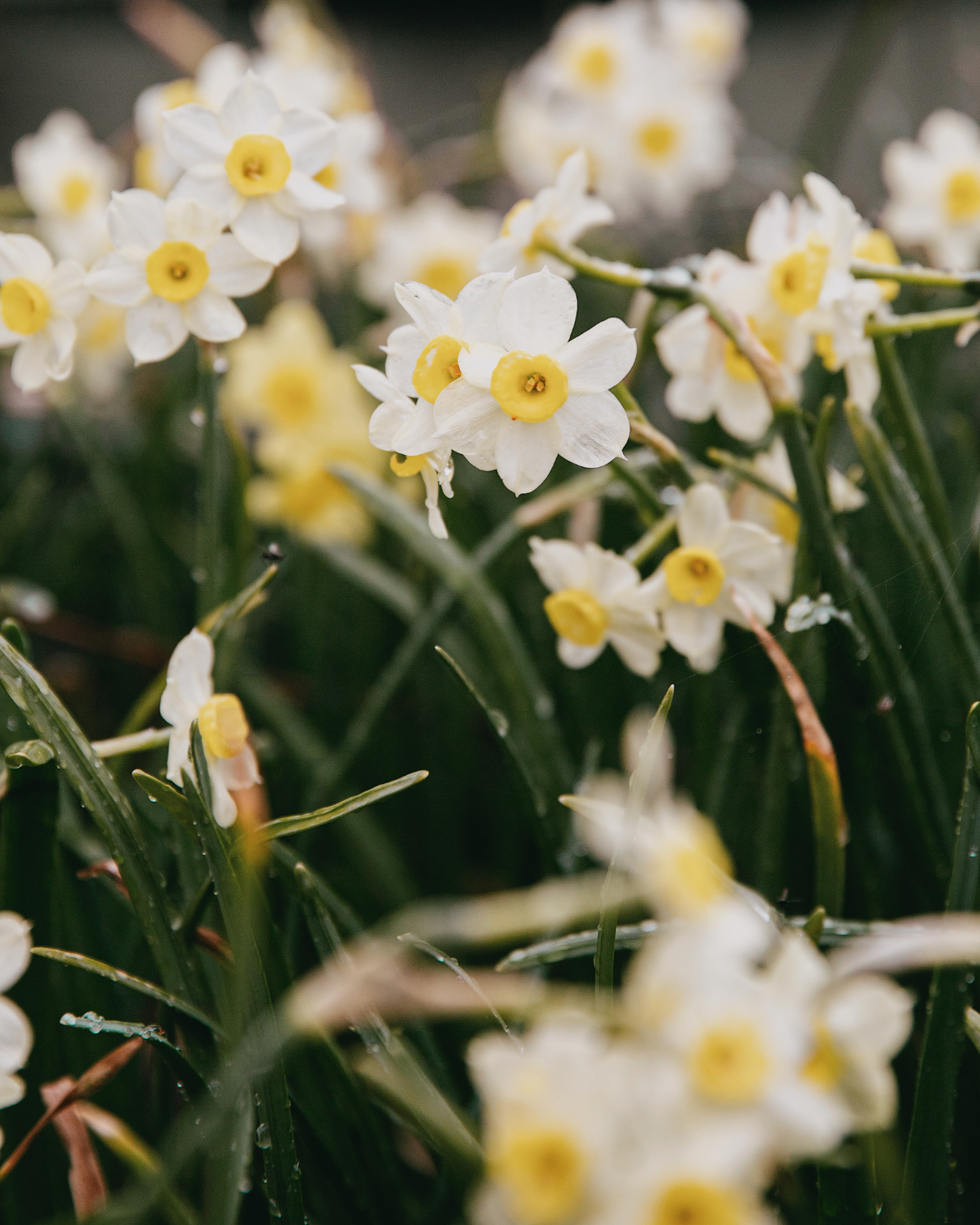 Narcis ‘Minnow’ BIO (8 stuks)