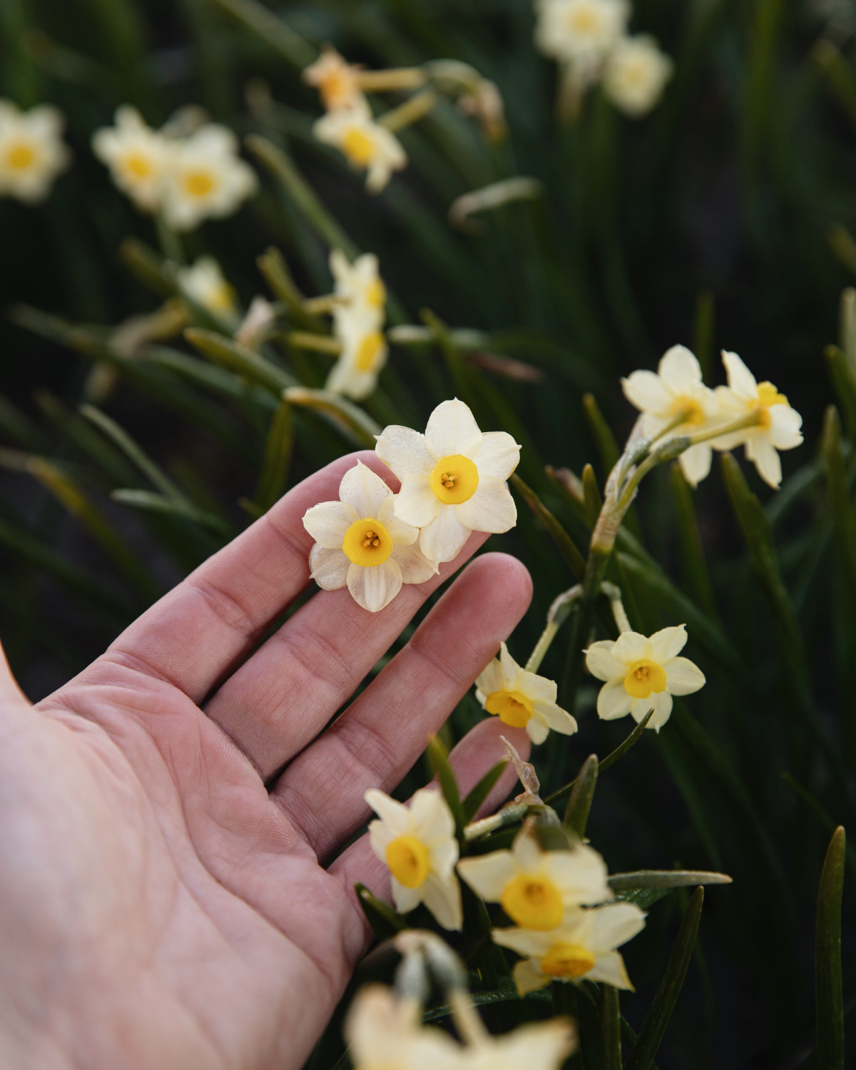 Narcis ‘Minnow’ BIO (8 stuks)