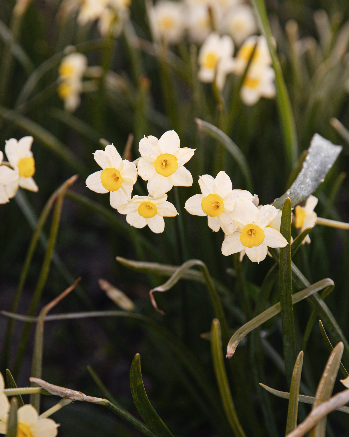 Narcis ‘Minnow’ BIO (8 stuks)