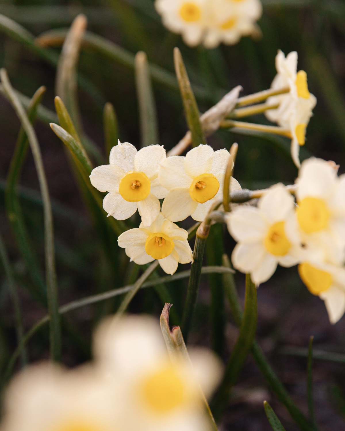 Narcis ‘Minnow’ BIO (8 stuks)