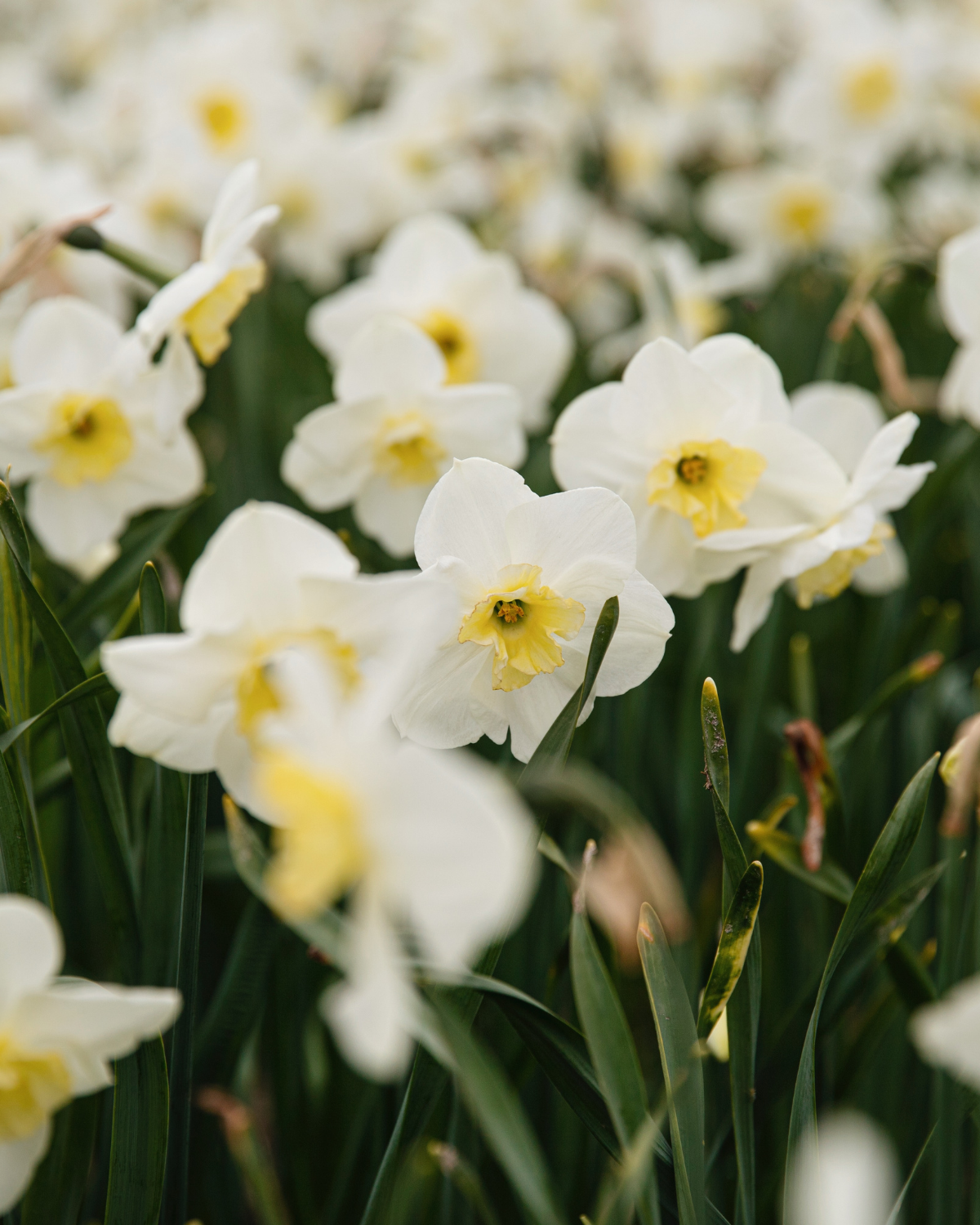 Narcis ‘Papillon Blanc’ BIO (8 stuks)