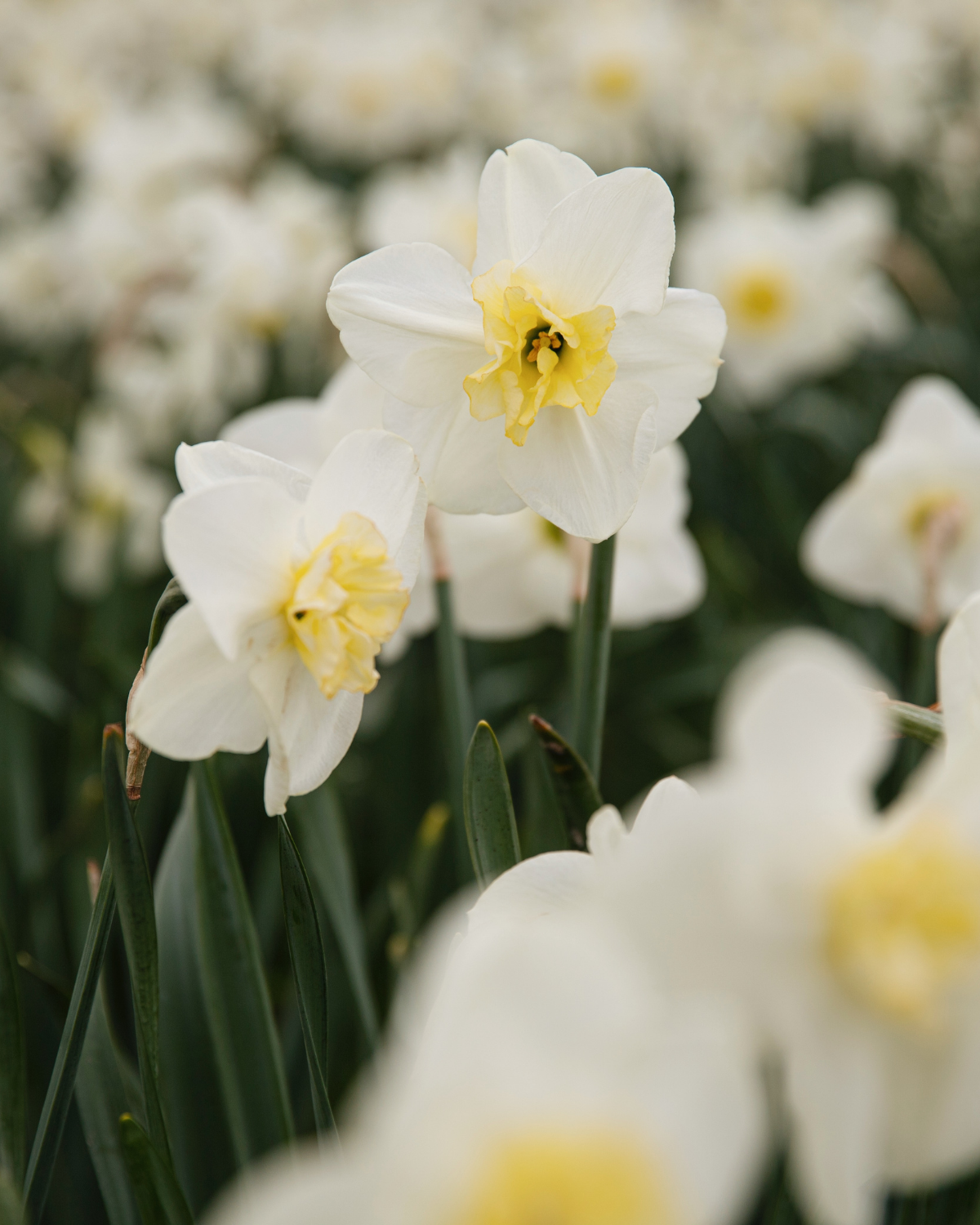 Narcis ‘Papillon Blanc’ BIO (8 stuks)