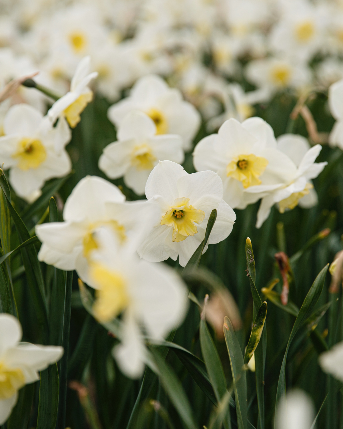 Narcissenpakket 'Geel & Room' BIO (56 stuks)
