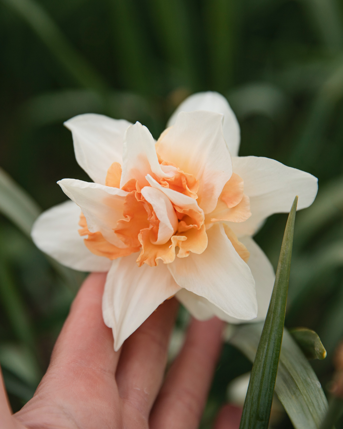 Narcis ‘Replete’ BIO (8 stuks)