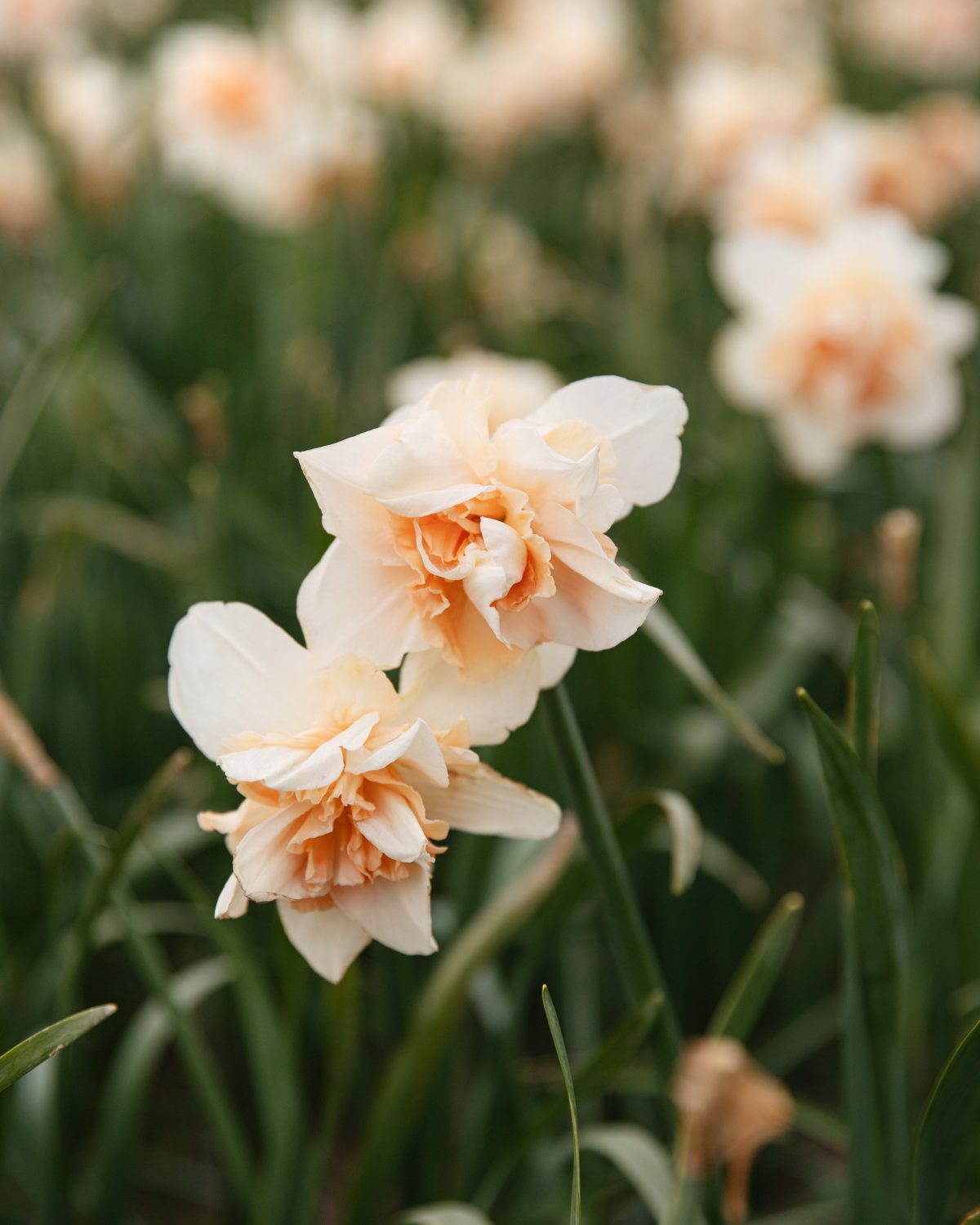Narcis ‘Replete’ BIO (8 stuks)