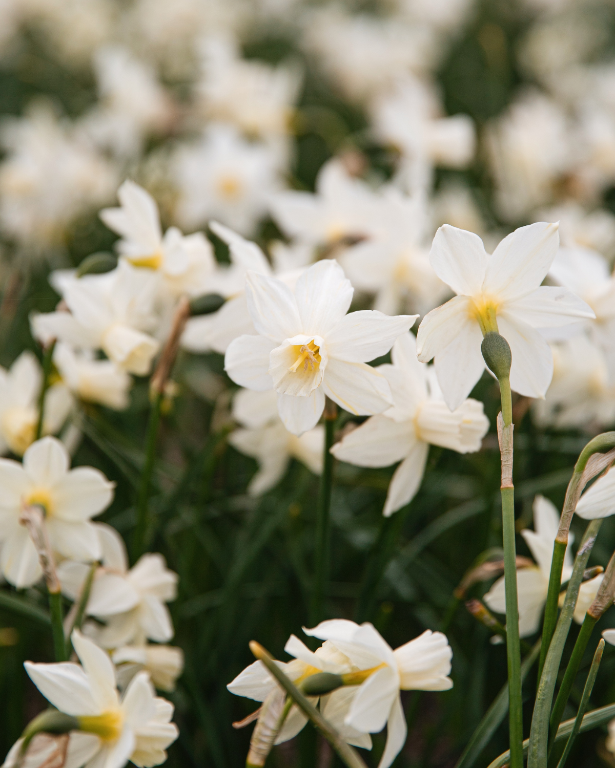 Narcis 'Sailboat' BIO (8 stuks)