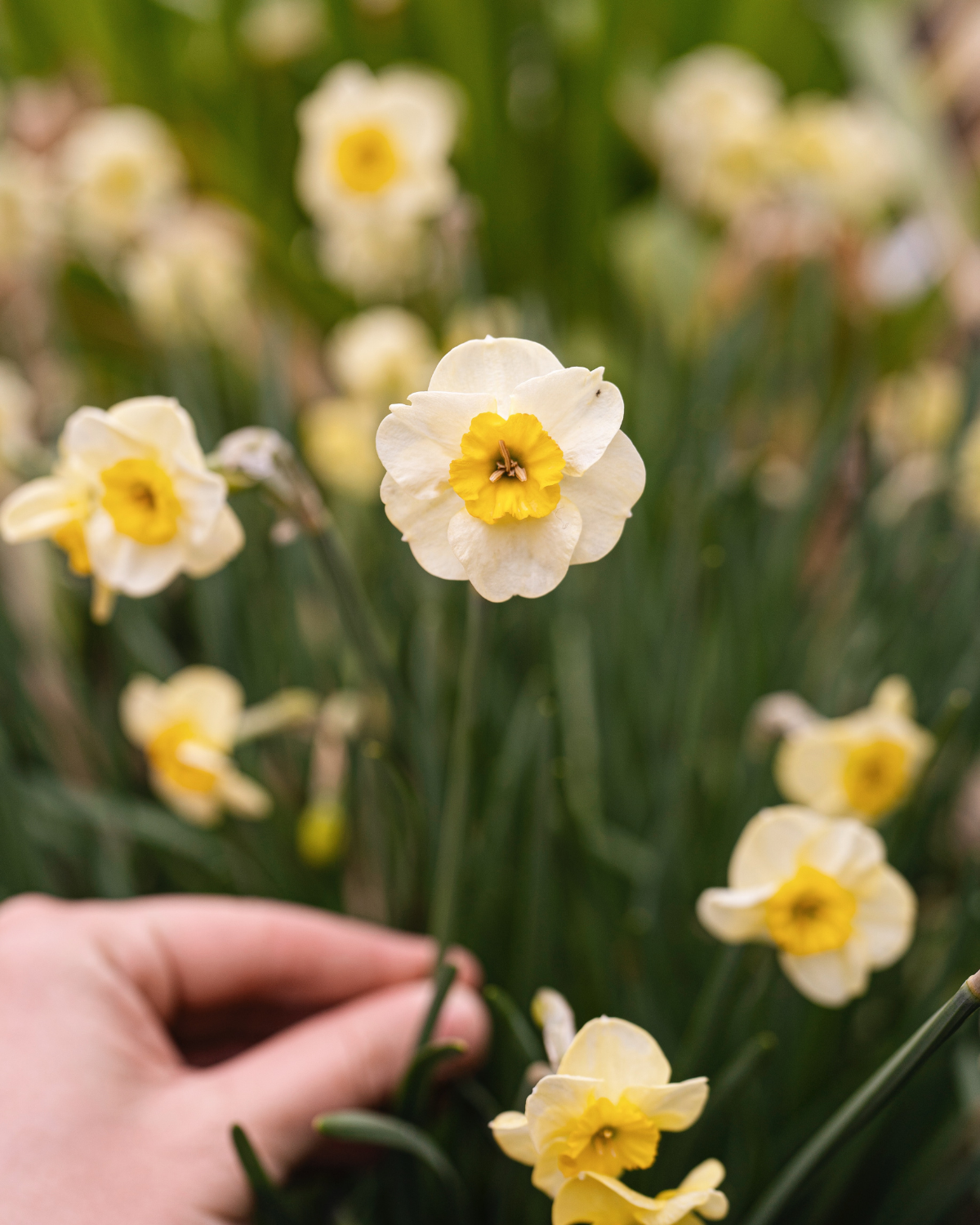 Narcis 'Sun Disc' BIO (8 stuks)