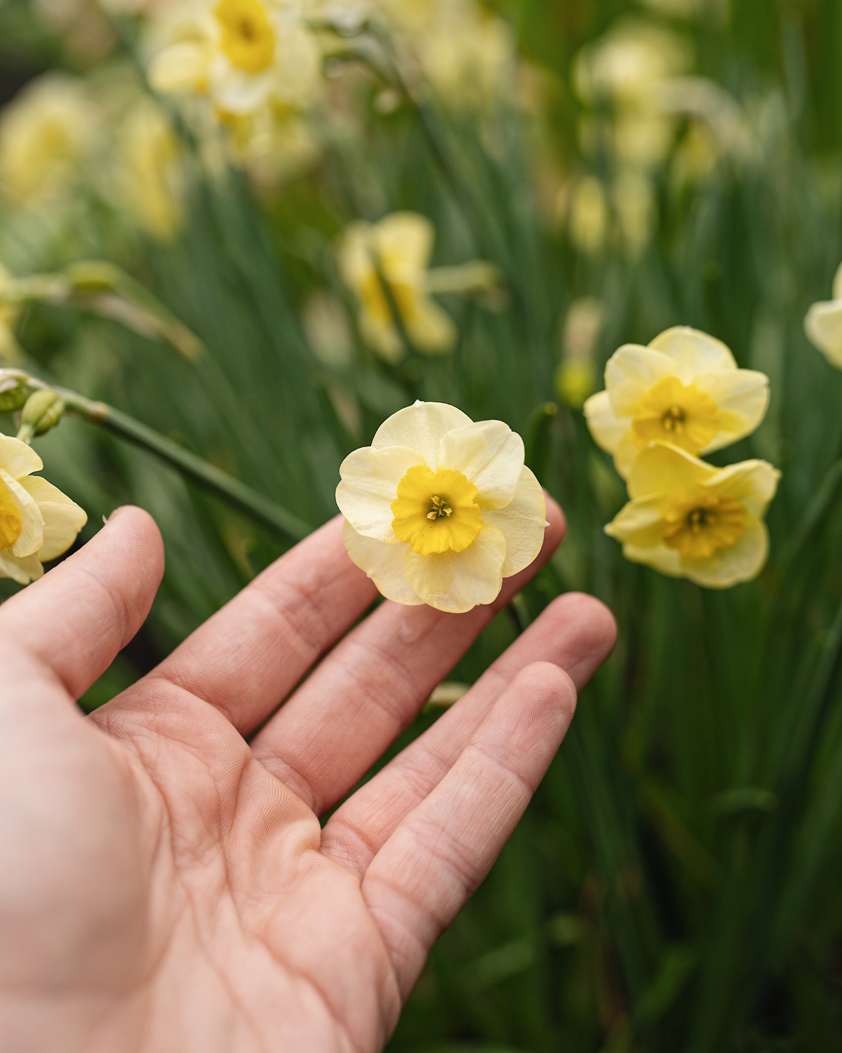 Narcis 'Sun Disc' BIO (8 stuks)