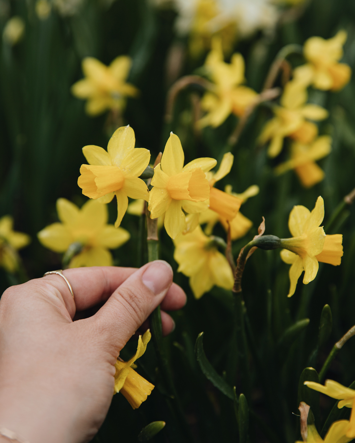 Narcis 'Tête-à-Tête' BIO (8 stuks)