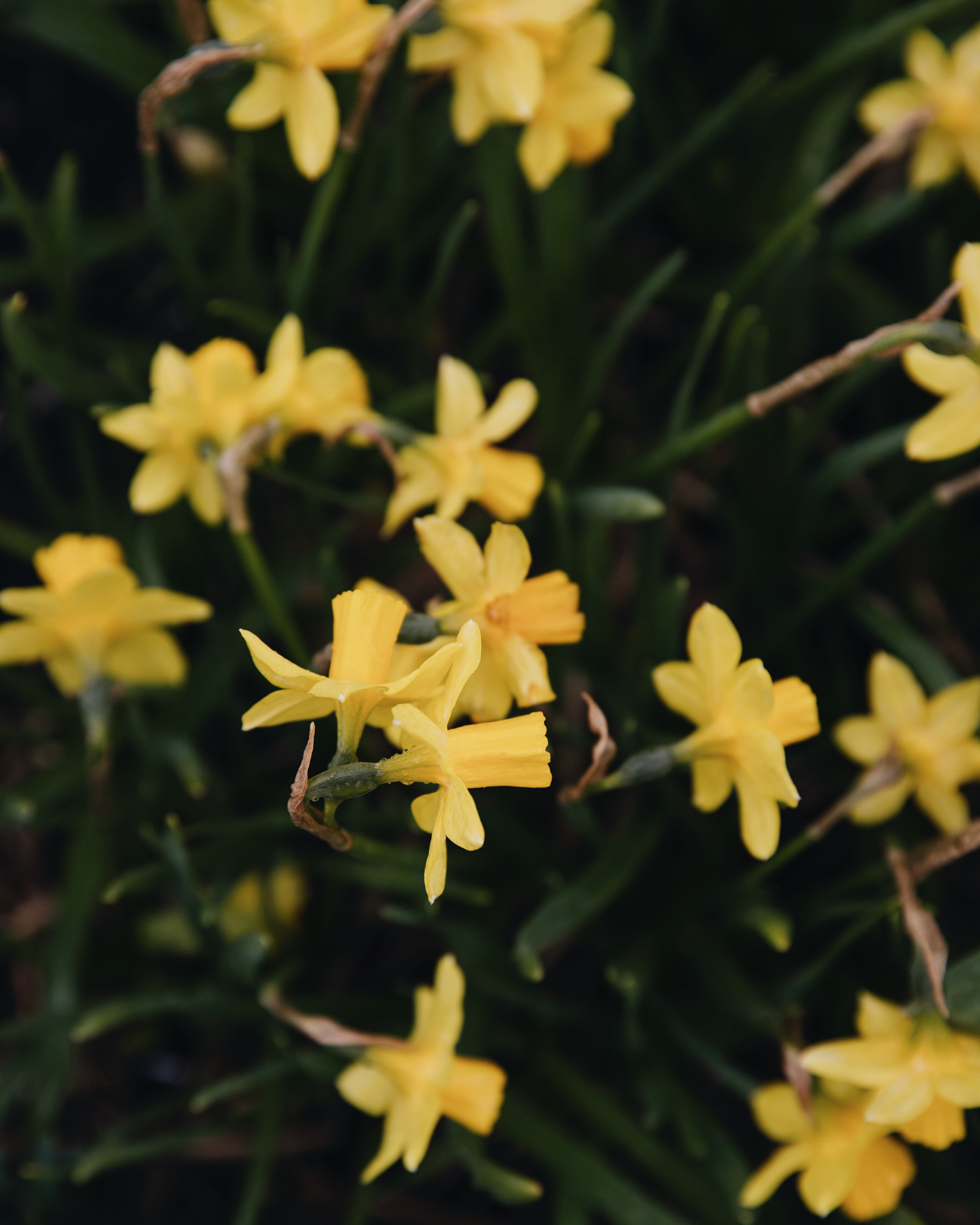 Narcis 'Tête-à-Tête' BIO (8 stuks)