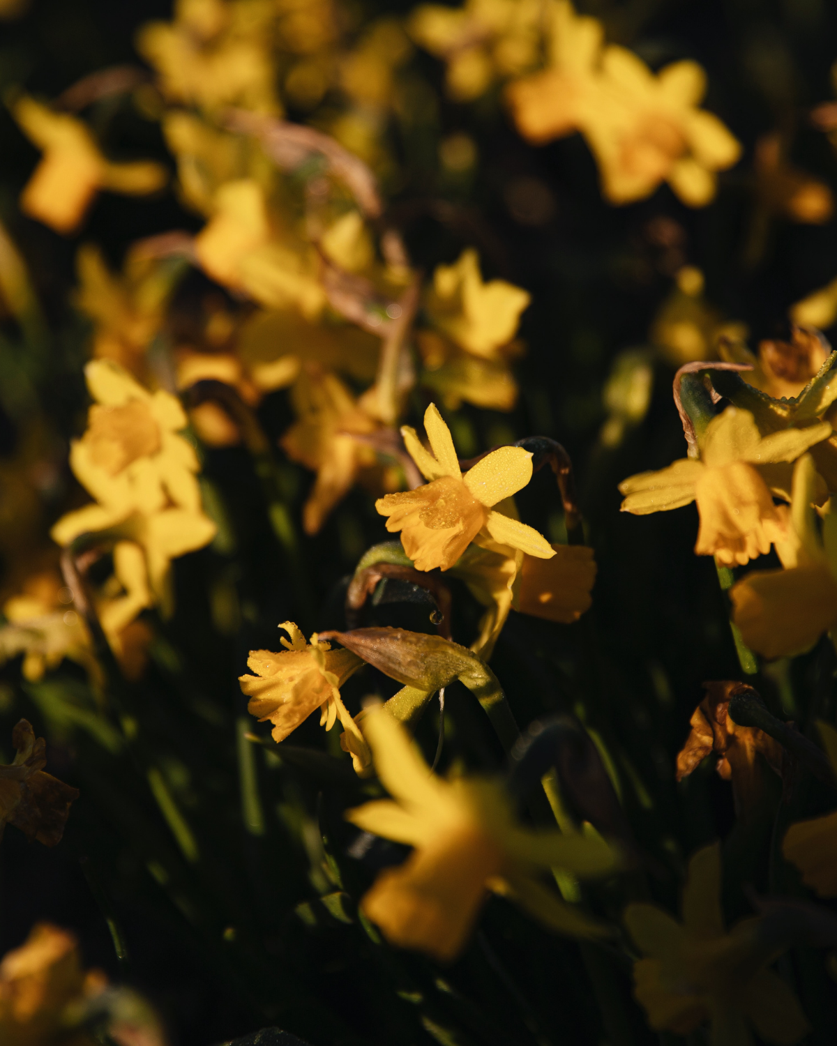 Narcis 'Tête-à-Tête' BIO (8 stuks)