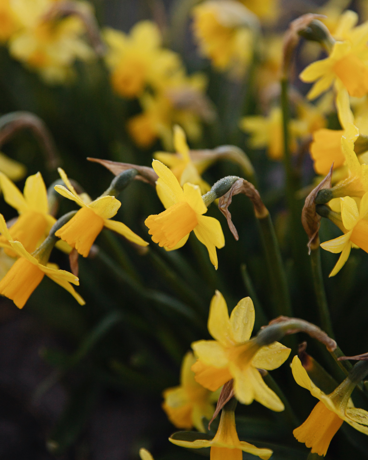 Narcis 'Tête-à-Tête' BIO (8 stuks)