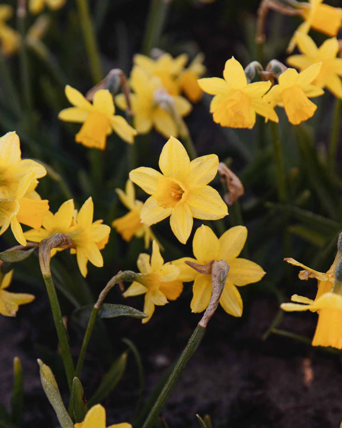 Narcis 'Tête-à-Tête' BIO (8 stuks)