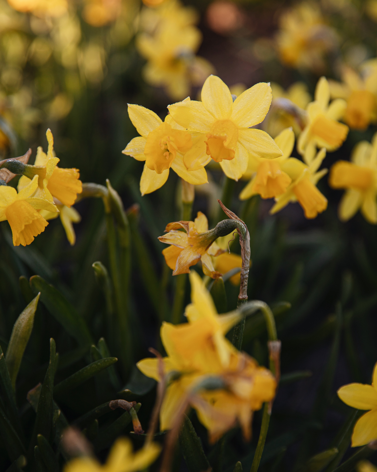 Narcis 'Tête-à-Tête' BIO (8 stuks)