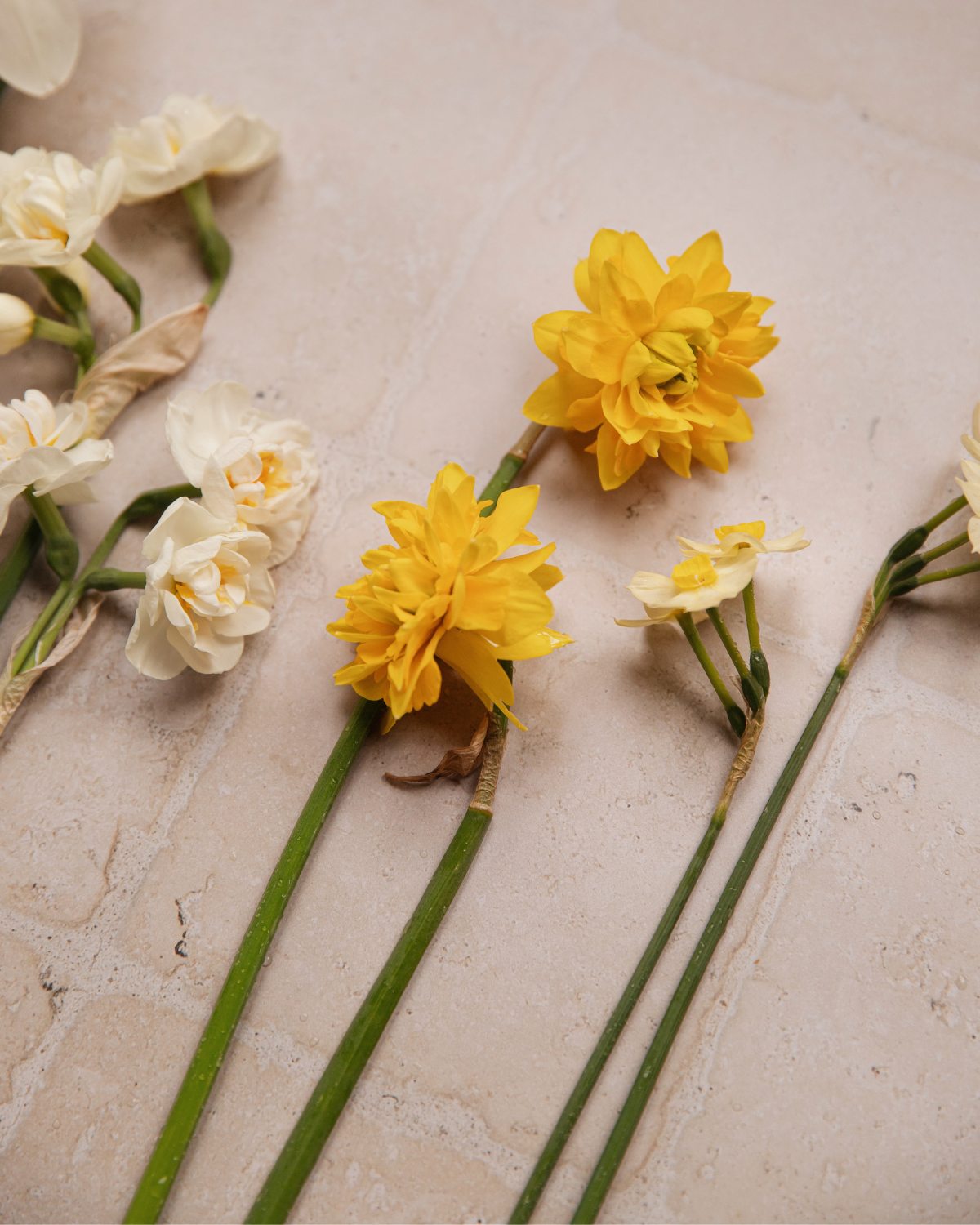 Narcis 'Tête Rosette' BIO (8 stuks)