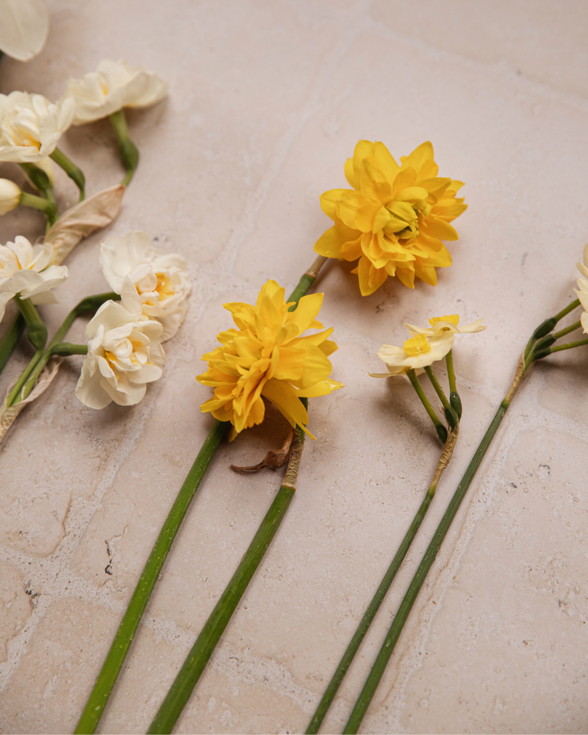Narcissenpakket 'Geel & Room' BIO (56 stuks)