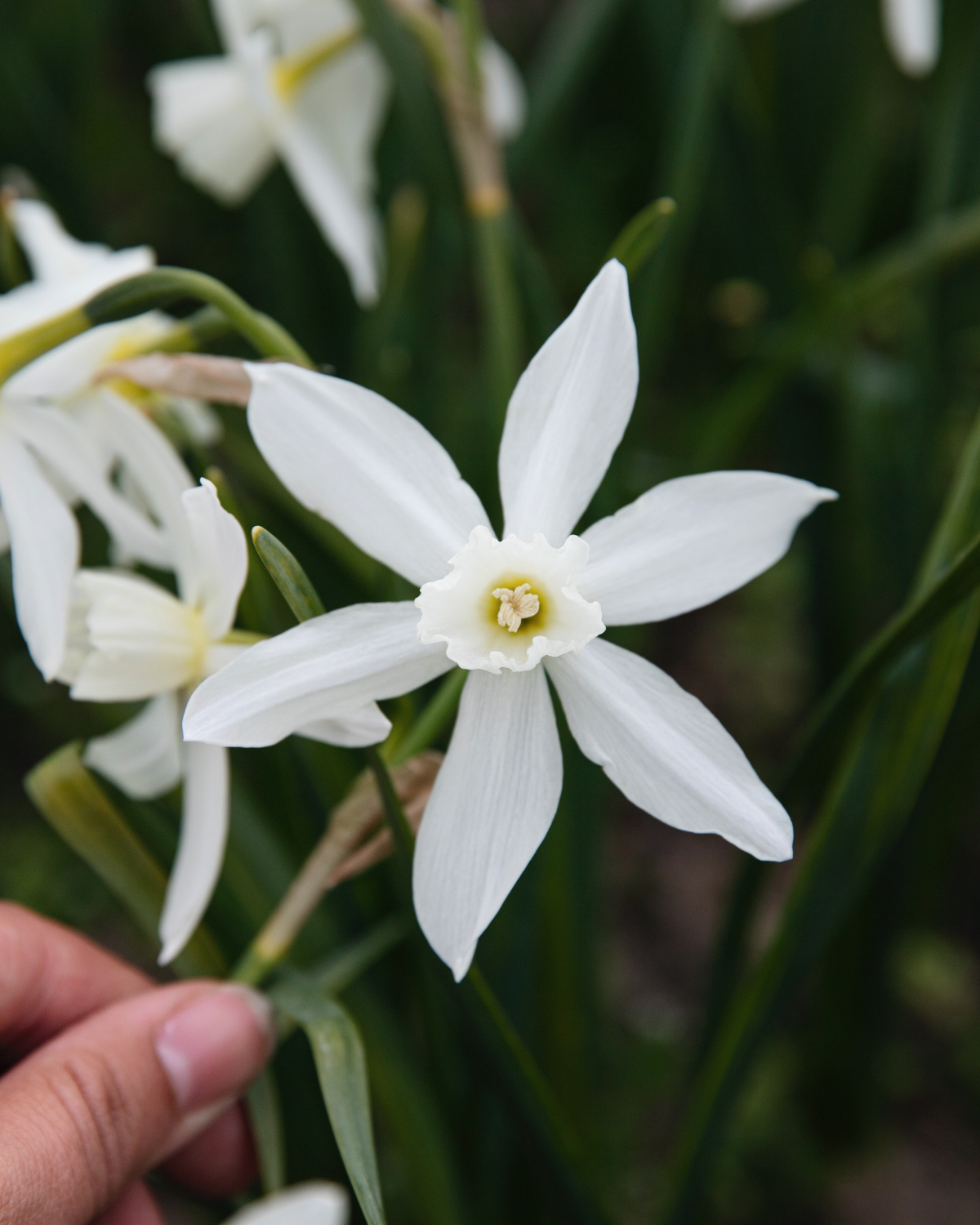 Narcis 'Thalia' BIO (8 stuks)