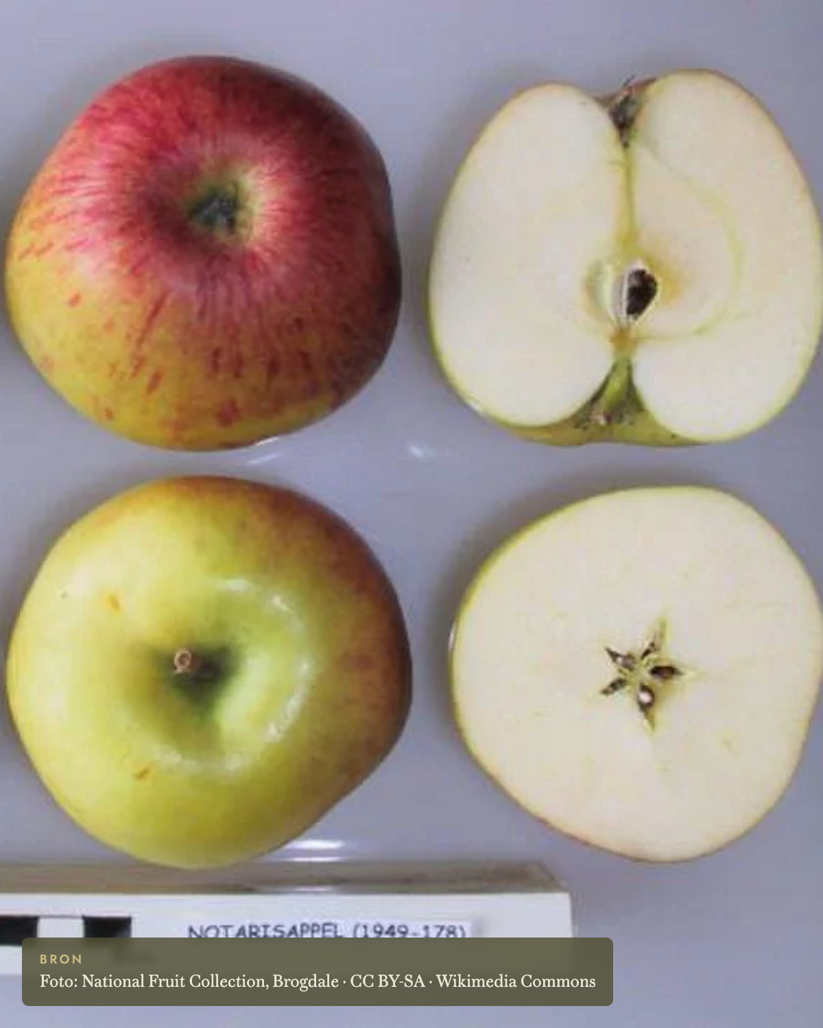 Appel 'Notarisappel' - appelboom De Groene Makers