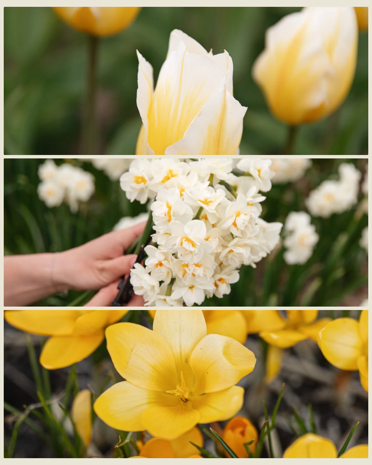 Bollenlasagne 'Citroentaart' met tulp Sweetheart, narcis Bridal Crown en krokus Golden Yellow