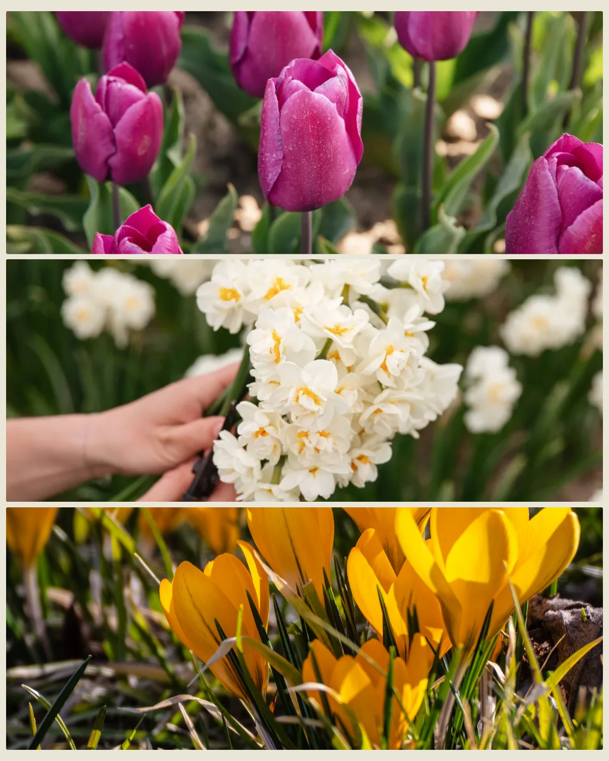 Bollenlasagne 'Viooltje' met tulp Purple Prince, narcis Bridal Crown en krokus Golden Yellow