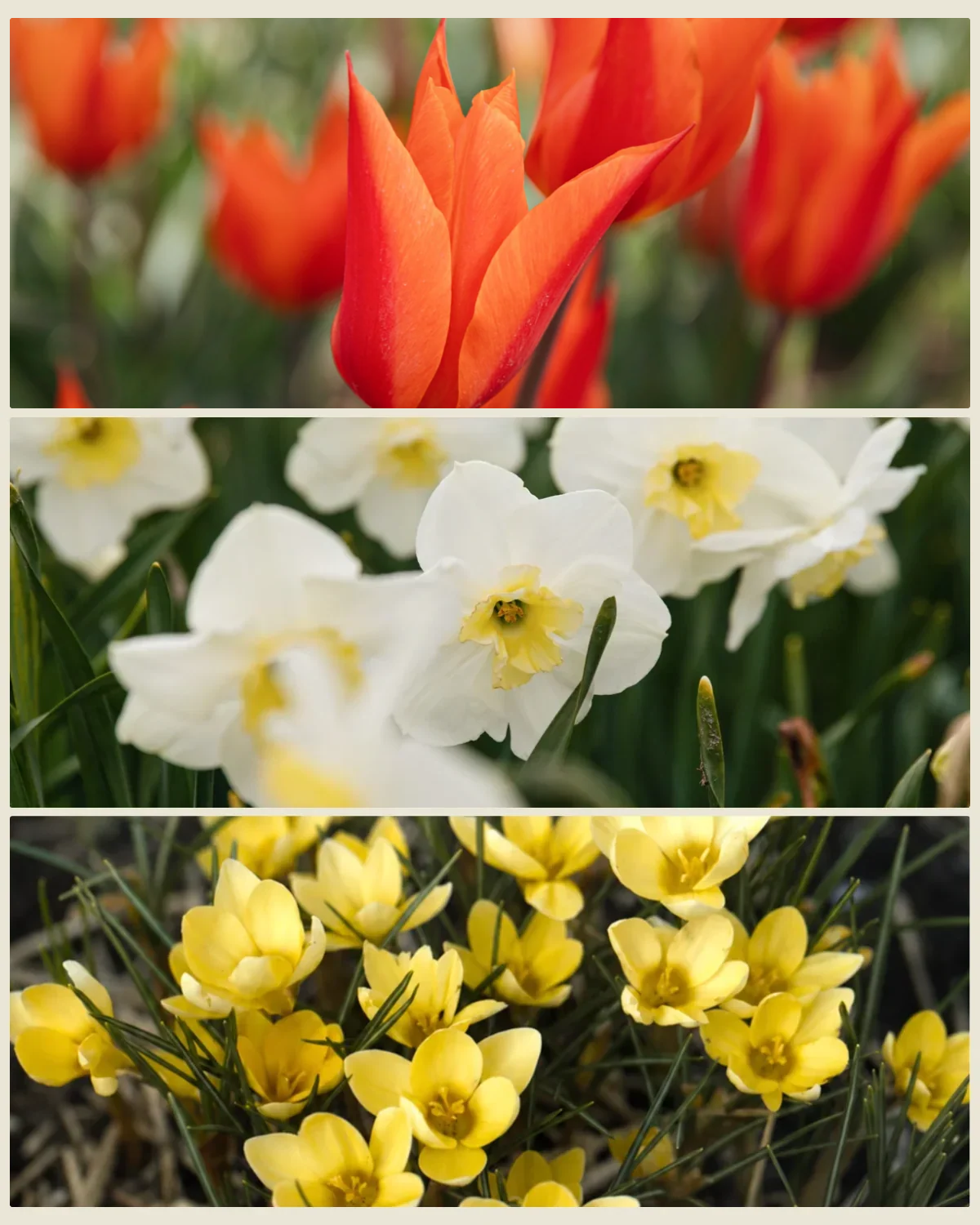 Bollenlasagne 'Vlammen & Room' met tulp Ballerina, narcis Papillon Blanc en krokus Romance