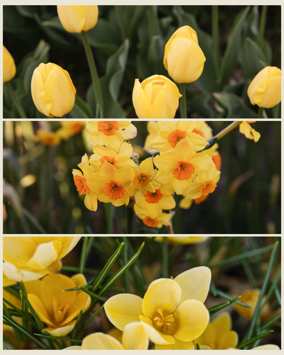 Bollenlasagne 'Zonnetje' met tulp Novi Sun, narcis Martinette en krokus Romance