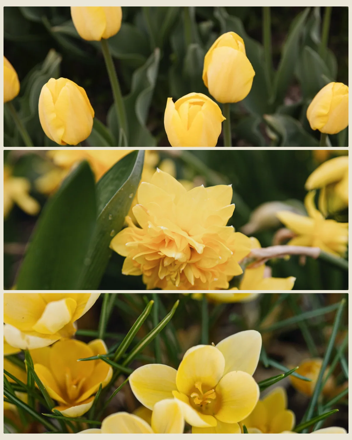 Bollenlasagne 'Zonnetje' met tulp Novi Sun, narcis Tête Rosette en krokus Romance
