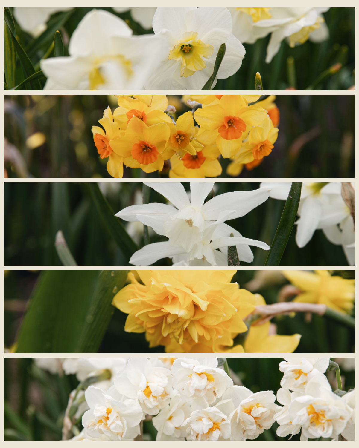 Narcissenpakket 'Geel & Room' met de biologische narcissen Papillon Blanc, Martinette, Thalia, Tête Rosette en Bridal Crown