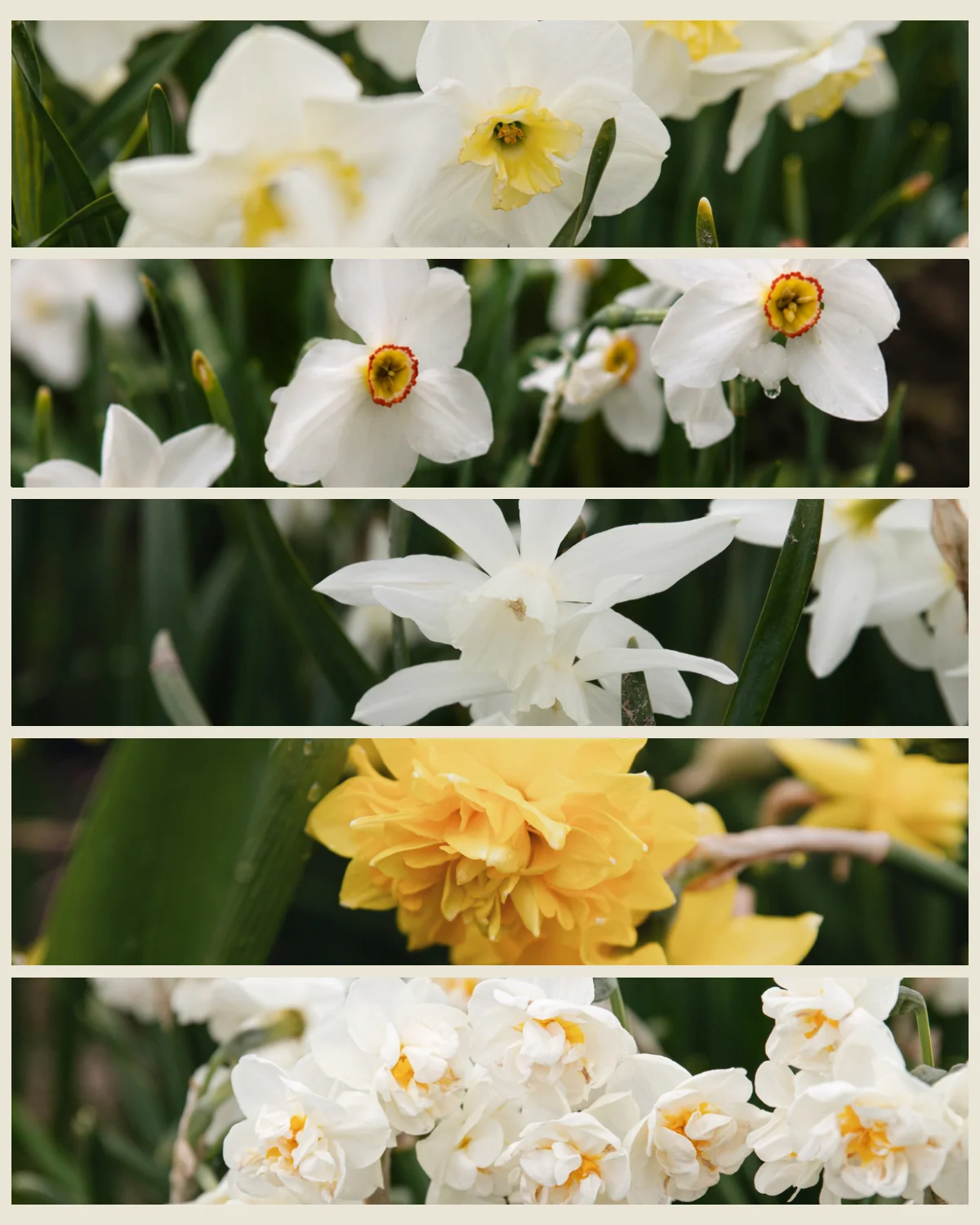 Narcissenpakket 'Geel & Room' met de biologische narcissen Papillon Blanc, Dichtersnarcis, Thalia, Tête Rosette en Bridal Crown