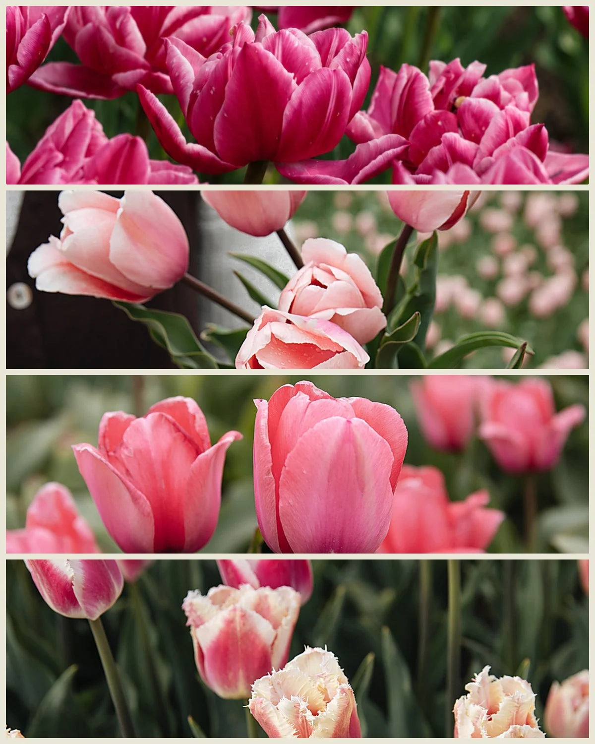 Tulpenpakket 'Roze' met de biologische tulpen Columbus, Salmon Impression, Design Impression en Siesta