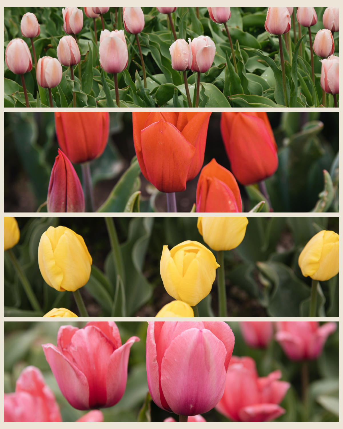 Tulpenpakket 'Tutti Frutti' met de biologische tulpen Salmon Impression, Strong Love, Novi Sun en Design Impression