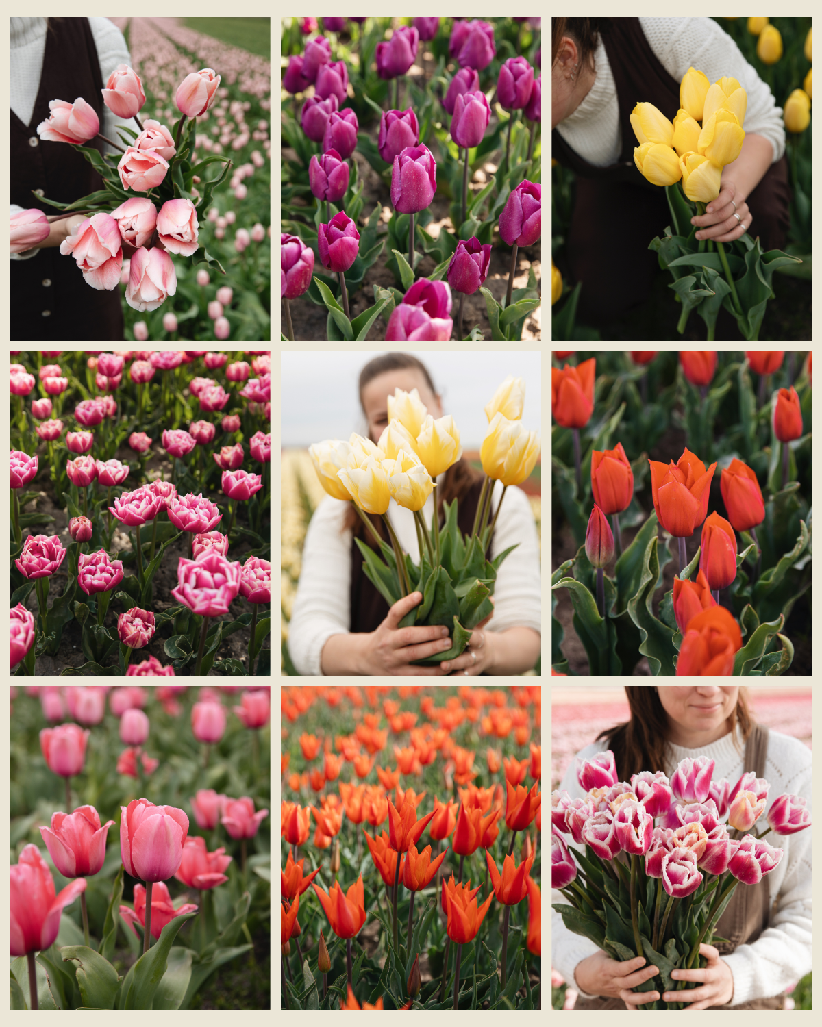 Tulpenpakket XL 'Vol Kleur' met negen soorten biologische tulpen: Salmon Impression, Purple Prince, Novi Sun, Columbus, Sweetheart, Strong Love, Design Impression, Ballerina en Siesta
