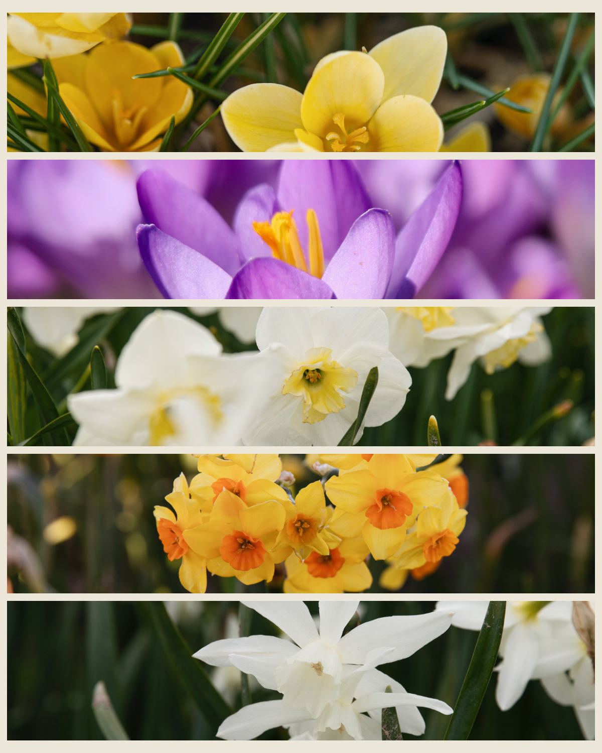 Verwilderingspakket XL 'Vol Voorjaar' met de krokussen Romance en Ruby Giant en de narcissen Papillon Blanc, Martinette en Thalia