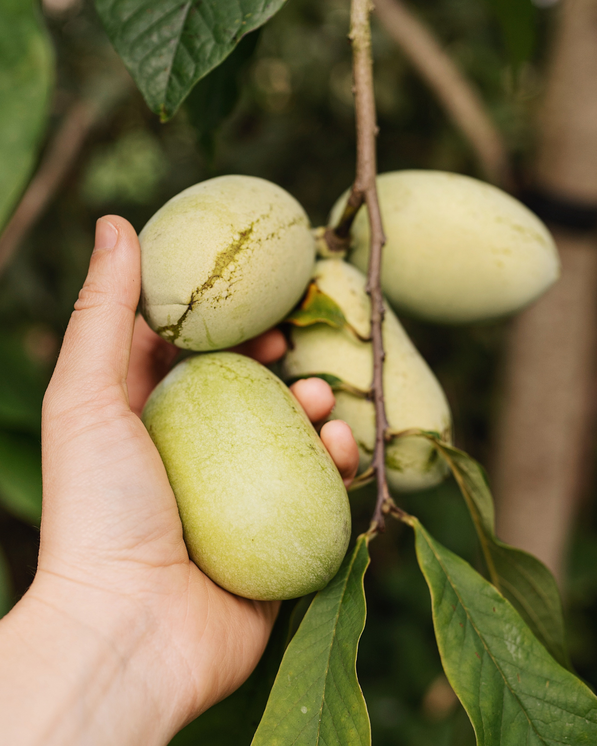 Pawpaw