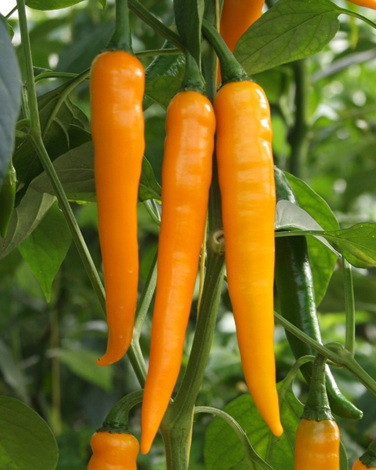 Peper 'Koh Tao' BIO