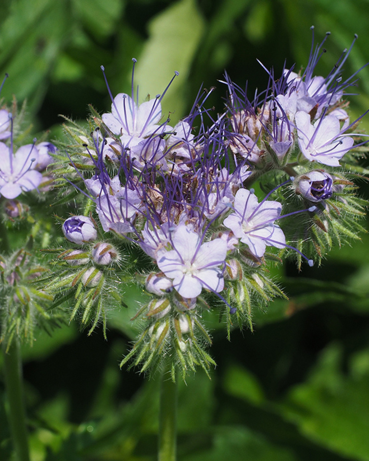 Phacelia BIO