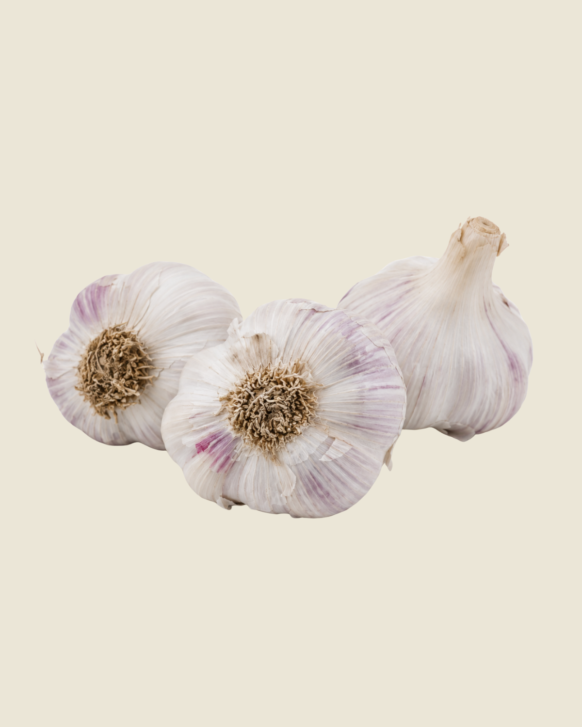 Plantknoflook Morado BIO - 3 bollen paars-rode Spaanse hardneck
