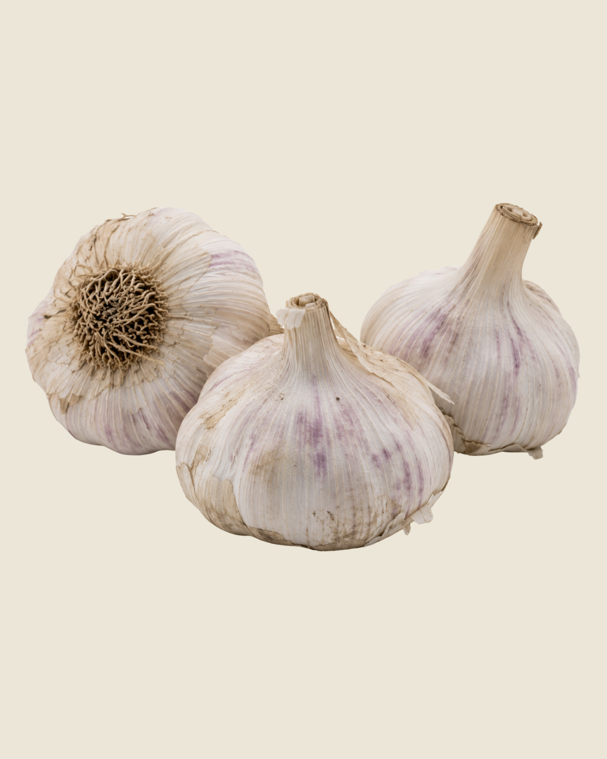 Plantknoflook Rustisem BIO - 3 bollen winterharde witte hardneck