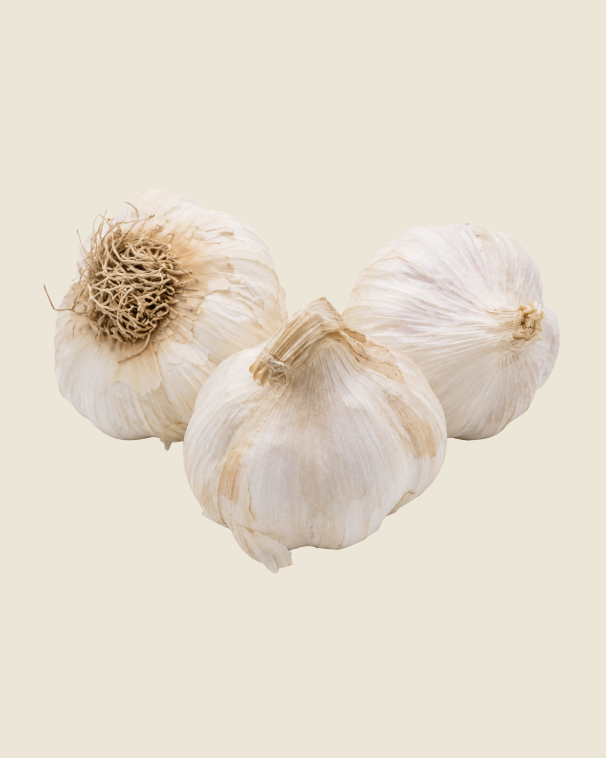 Plantknoflook Sabagold BIO - 3 bollen Franse hardneck nieuw