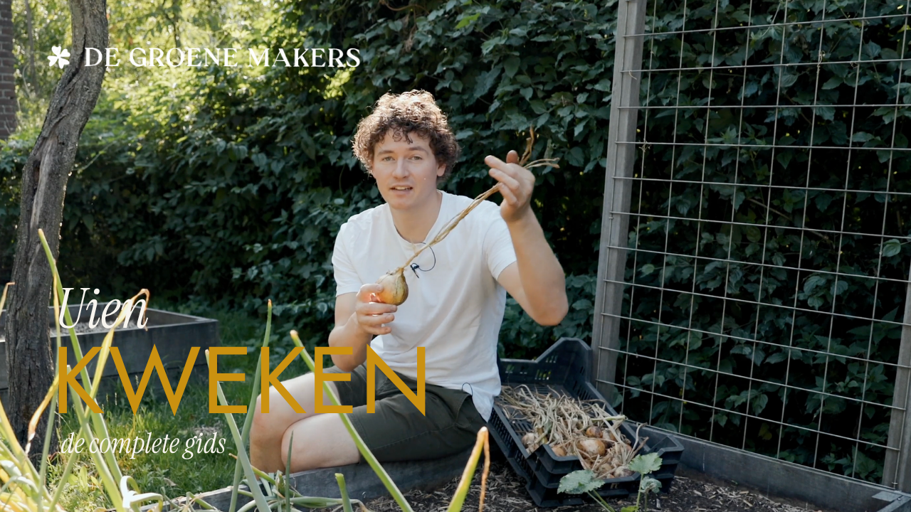 Zelf uien kweken in de moestuin